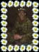 DaisyCAMO